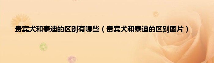 贵宾犬和泰迪的区别有哪些（贵宾犬和泰迪的区别图片）