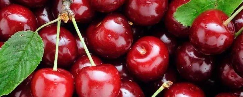 为什么樱桃里面有小白虫