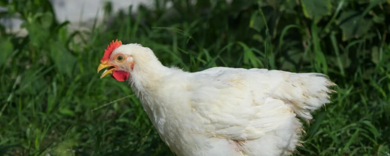 美丽而遮体是什么生肖